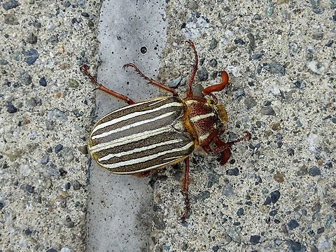 A June Bug in June! They were seen on the way to our car after a wedding. This one was alive compared to others that were dead and broken up. Another first for me. If I had more time and knew I would have loved to try and elicit the noise they are supposed to make. Maybe next time!                        Canada,Geotagged,Polyphylla decemlineata,Summer,Ten-lined June beetle