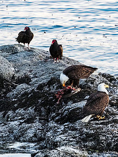 “And The Score Is: Bald Eagle 1, Canada Goose -1, Turkey Vultures 0!” Had a hard time deciding where to place this photo and what to title the photo.
The story is that the eagle which is feasting on the immature goose took down the goose in the Whaletown Lagoon, swam to shore with their prize and then got out and waited till they were dry. They then picked up their prize and came close to our house to enjoy it. Of course, a crowd soon gathered. At one time there were four vultures, two eagles and countless crows on the sidelines. In the end the first eagle got nearly all the meat, the second eagle got the remaining meat and the vultures got to chew on the bones! Bald Eagle,Canada,Geotagged,Haliaeetus leucocephalus,Summer