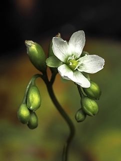 Finally&hellip; A Blossom! I can not tell you how many times I have visited this beaver pond to get a photo of the sundew flowers. In the morning they were just opening, in the evening they were closed and producing seeds. The flowers are self pollinating (what insect would want to get close to them?) so it seems the best time is in the warm afternoon.  Canada,Drosera rotundifolia,Geotagged,Round-leaved Sundew,Summer