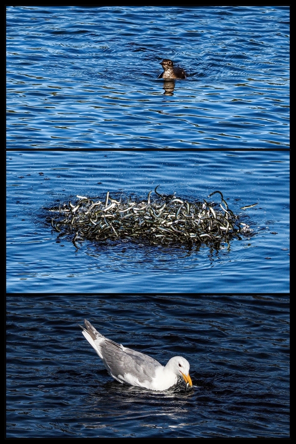 Cause and Effect! The Cause, the Effect and the Spoiler!<br />
A Marbled Murrelet hunting a school of bait fish. They were doing just fine till a Glaucous-winged Gull came along and spoiled all the fun!<br />
I am guessing that the small fish were Pacific Sand Lances. Brachyramphus marmoratus,Canada,Geotagged,Marbled murrelet