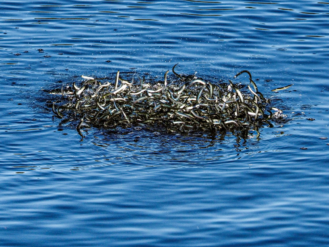 Pacific Sand Lance. Ammodytes hexapterus is an inshore fish usually found in large schools. They are known as a &ldquo;bait fish&rdquo; and are preyed upon by larger fish, birds and mammals. This school has been compacted into a ball and forced to the surface by a Marbled Murrelet leaping into the air to escape their predator.<br />
<figure class="photo"><a href="https://www.jungledragon.com/image/150860/cause_and_effect.html" title="Cause and Effect!"><img src="https://s3.amazonaws.com/media.jungledragon.com/images/2839/150860_thumb.jpeg?AWSAccessKeyId=05GMT0V3GWVNE7GGM1R2&Expires=1763596810&Signature=t8GUHHniMKMhAJeqIh7jQd63hmY%3D" width="102" height="152" alt="Cause and Effect! The Cause, the Effect and the Spoiler!<br />
A Marbled Murrelet hunting a school of bait fish. They were doing just fine till a Glaucous-winged Gull came along and spoiled all the fun!<br />
I am guessing that the small fish were Pacific Sand Lances. Brachyramphus marmoratus,Canada,Geotagged,Marbled murrelet" /></a></figure><br />
Locals refer the Pacific Sand Lance as &ldquo;Needlefish&rdquo; due to their shape. <br />
 Ammodytes hexapterus,Arctic Sand Lance,Canada,Geotagged,Pacific Sand Lance,Summer