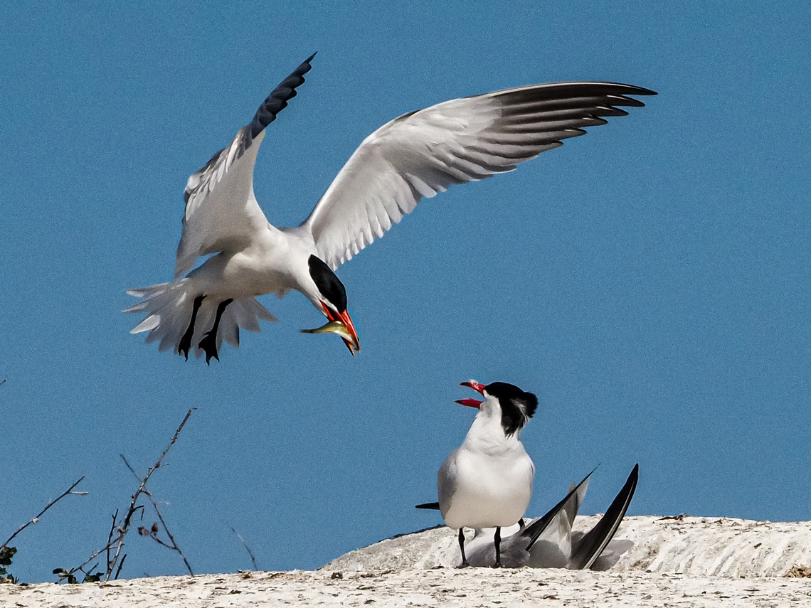 Here Comes Dinner! A, I am assuming, male Caspian Tern bringing a snack for his mate who is brooding. The fellow below him is warning him off his territory in a very loud fashion. Although quite stunning in appearance their calls can&rsquo;t be described as melodious! Canada,Caspian tern,Geotagged,Hydroprogne caspia,Summer