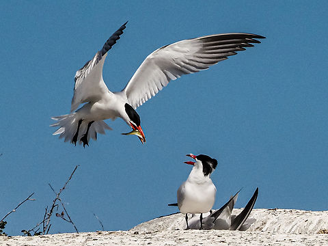 Here Comes Dinner! A, I am assuming, male Caspian Tern bringing a snack for his mate who is brooding. The fellow below him is warning him off his territory in a very loud fashion. Although quite stunning in appearance their calls can’t be described as melodious! Canada,Caspian tern,Geotagged,Hydroprogne caspia,Summer