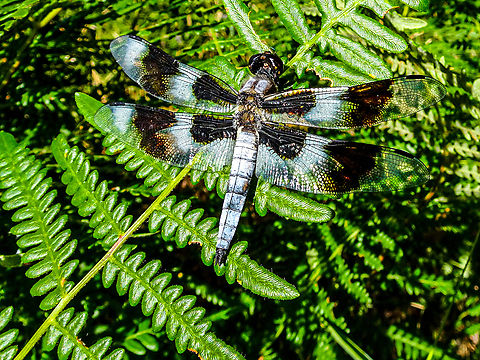 A Male Eight-spotted Skimmer! This one was keeping an eye out for females or prey while guarding its territory. He was not alone! There were three or four others hovering and landing on the same spot repeatedly.                          Canada,Eight spotted skimmer,Geotagged,Libellula forensis,Summer