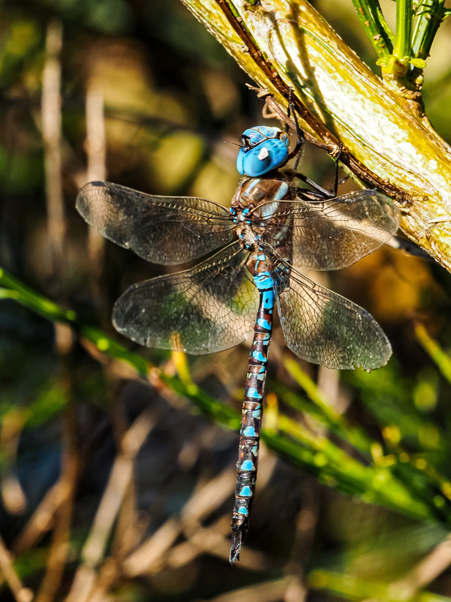 A Male Blue-eyed Darner! A good name, Blue-eyed Darner! Tried to get a photo of one in flight&hellip; failed!  Aeshna multicolor,Blue-eyed darner,Canada,Geotagged,Summer