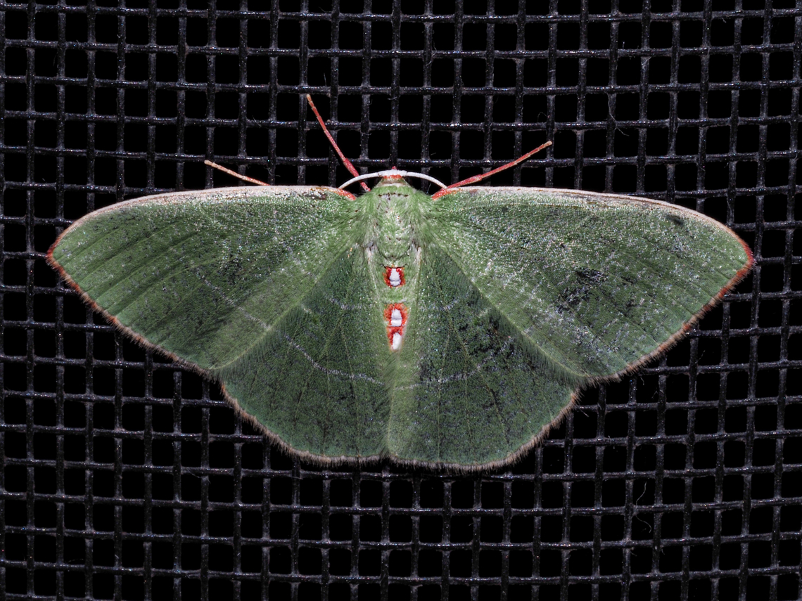 A Night Time Visitor! Another new one for me! I am quite sure this N. darwiniata rather than N. lixaria due to our location on the west coast of North America. I was surprised to see the red markings on the body. I didn&rsquo;t notice them when looking at this moth in the light of our back door light. Nemoria darwiniata, Columbian Emerald, Darwin&rsquo;s Emerald. Canada,Columbian Emerald,Darwin’s Emerald,Geotagged,Nemoria darwiniata,Summer