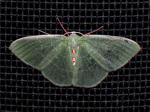 A Night Time Visitor! Another new one for me! I am quite sure this N. darwiniata rather than N. lixaria due to our location on the west coast of North America. I was surprised to see the red markings on the body. I didn’t notice them when looking at this moth in the light of our back door light. Nemoria darwiniata, Columbian Emerald, Darwin’s Emerald. Canada,Columbian Emerald,Darwin’s Emerald,Geotagged,Nemoria darwiniata,Summer
