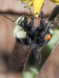 Inspection of a Tomato Blossom! This inspection was done after visiting the many pink snapdragon flowers. The fellow or one of their hive mates has returned three days in a row… that I have noticed.  Bombus vosnesenskii,Canada,Geotagged,Summer,Yellow-faced Bumble Bee