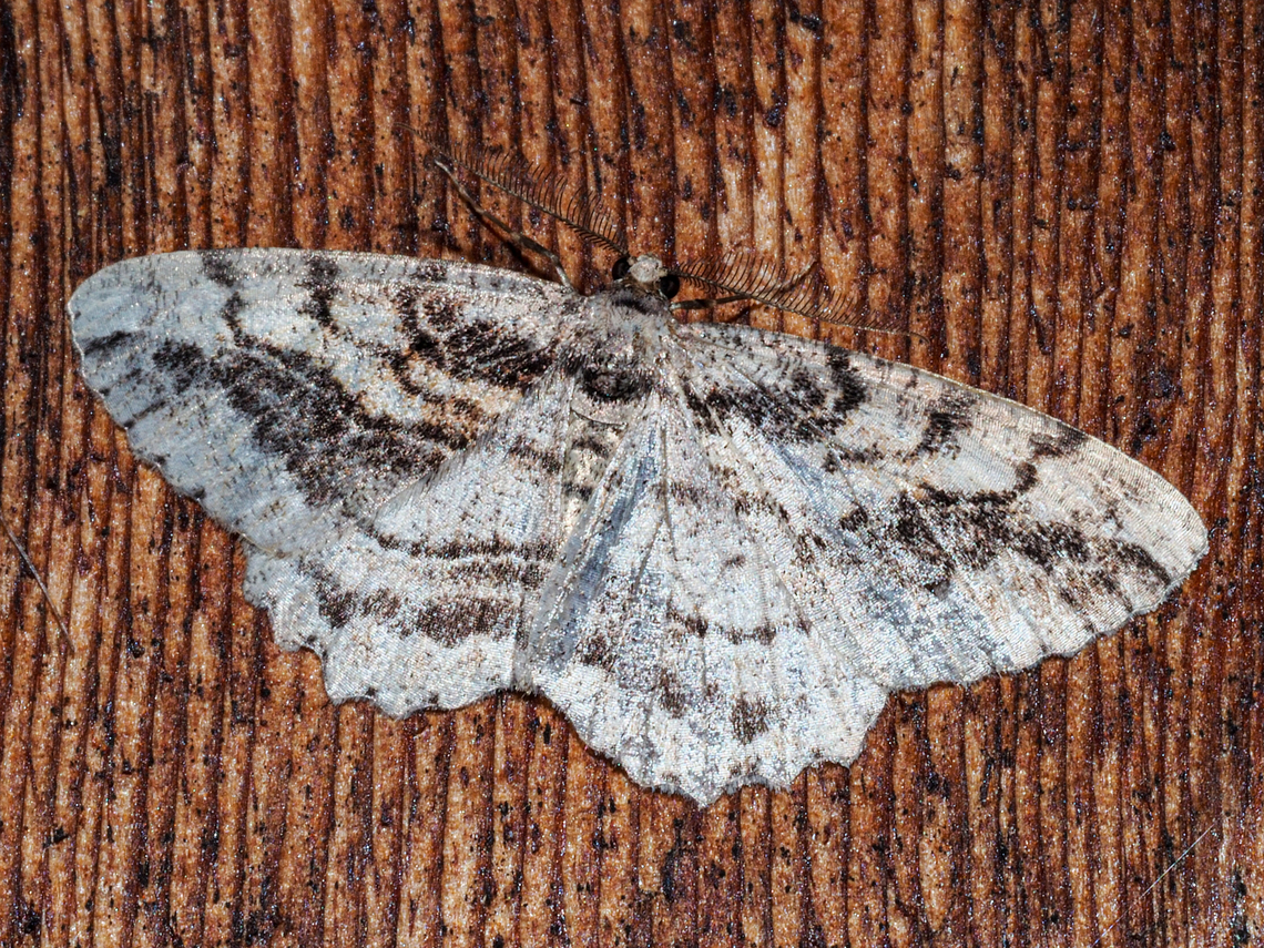 A Male Brown-lined Looper Moth One of the many of his kind attracted to our back porch light.  Brown-lined Looper,Canada,Geotagged,Neoalcis californiaria,Summer