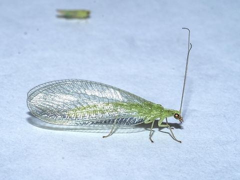 The Golden-eyed Lacewing. I was hoping to get moths but got a lacewing instead! Very few moths came to my light. Maybe I went to bed too early! The flash changed it from a golden to a red eye.  Canada,Chrysopa oculata,Geotagged,Golden-eyed lacewing,Summer
