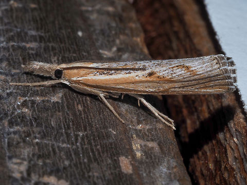 A Sod Webworm! Pediasia trisecta, another new one for me. Attracted to my back door light. The wings appear to roll up when resting and look like a &ldquo;normal&rdquo; moth in flight.  Canada,Geotagged,Pediasia trisecta,Summer