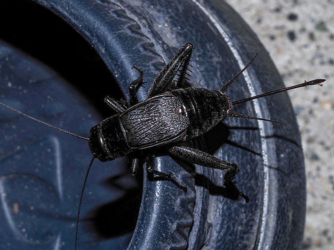 A Female Fall Field Cricket. A sure sign of fall coming around here is the sound of these crickets. This female tried to evade the photographer by hopping onto a nearby shoe that was near the back door. I am surprised at the length of the ovipositor.  Canada,Fall field cricket,Geotagged,Gryllus pennsylvanicus,Summer
