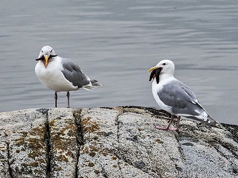 Make That Two For Breakfast! A pair of our Glaucous-winged Gulls enjoying the return of the Ochre Stars. The numbers of these sea stars are nearly back to normal after their marked decline due to the Sea Star Wasting Disease. Canada,Geotagged,Glaucous-winged gull,Larus glaucescens,Summer