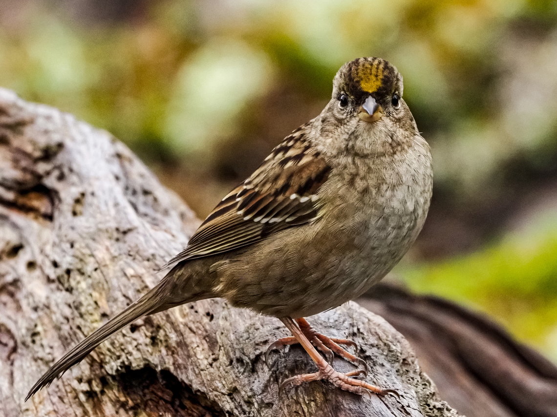 An Immature Golden-crowned Sparrow. For a very short time we had a mature adult as well as one immature Golden-crowned Sparrow visiting. Over the last week there has been no sign of the adult but the number of immature birds has slowly increased to five or six.  Canada,Fall,Geotagged,Golden-crowned sparrow,Zonotrichia atricapilla
