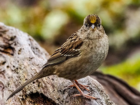 An Immature Golden-crowned Sparrow. For a very short time we had a mature adult as well as one immature Golden-crowned Sparrow visiting. Over the last week there has been no sign of the adult but the number of immature birds has slowly increased to five or six.  Canada,Fall,Geotagged,Golden-crowned sparrow,Zonotrichia atricapilla
