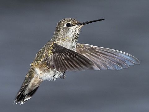A Frequent Visitor! Anna’s are moving north as food becomes more available. We are not the only ones that put out feeders and a heater is added to our feeder for when it goes below freezing. This one is a more than likely a female or possibly an immature male.
It will be interesting to see if the Ornithology Society decides to change the name of our Anna’s Hummingbird! Annas hummingbird,Calypte anna,Canada,Fall,Geotagged