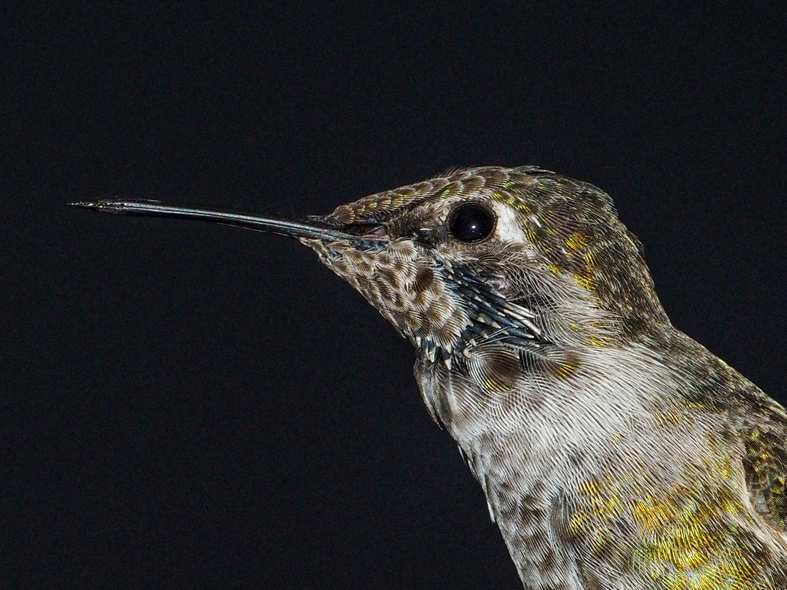 A Developing Gorget! An immature male Anna&rsquo;s Hummingbird is just acquiring his iridescent throat feathers. Gorget is the word used to describe the metallic throat protection worn by knights-in-armour way-back-when.  Annas hummingbird,Calypte anna,Canada,Fall,Geotagged