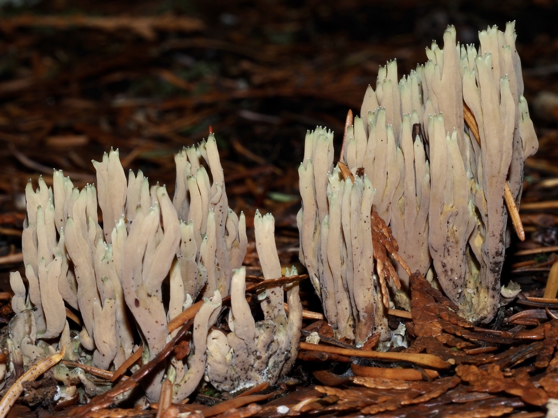 Green-tipped Coral! Amazingly looks just like the common name.  Canada,Fall,Geotagged,Green-tipped coral,Ramaria apiculata