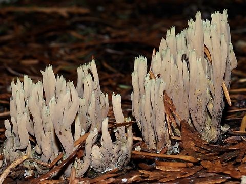 Green-tipped Coral! Amazingly looks just like the common name.  Canada,Fall,Geotagged,Green-tipped coral,Ramaria apiculata