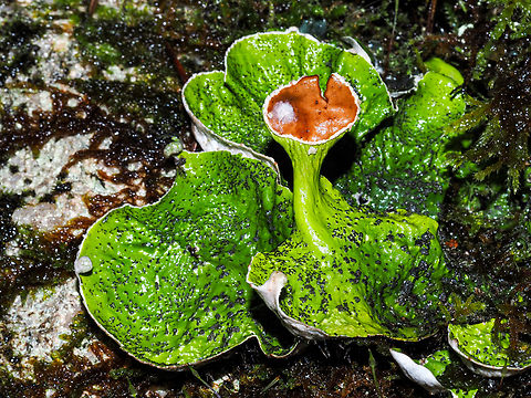 Peltigera britannica The photo shows a spore bearing brown disked apothecium. The turned up portions of the main body are the beginnings of the new apothecia. Canada,Geotagged,Peltigera britannica,Winter