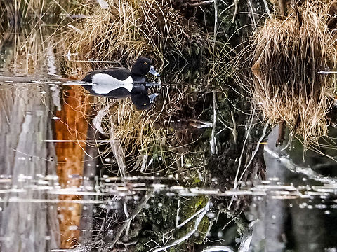 A Drake Ringed-neck Duck. Supposedly these ducks are regular visitors to the lakes and ponds on Cortes Island but few sightings are actually recorded. Lucky to see a small flock on this beaver pond. With all the standing dead trees the wait was long before one came out in plain view. A first for me. Aythya collaris,Canada,Geotagged,Ring-necked duck,Winter