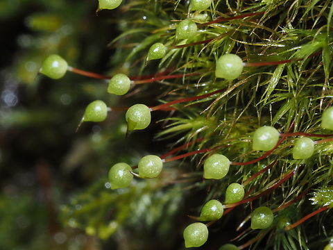 Apples? Is this is why they are called Common Apple-moss? Growing on a vertical rock wall that was dripping with water from our recent rains. Bartramia  pomiformis,Bartramia pomiformis,Canada,Geotagged,Winter