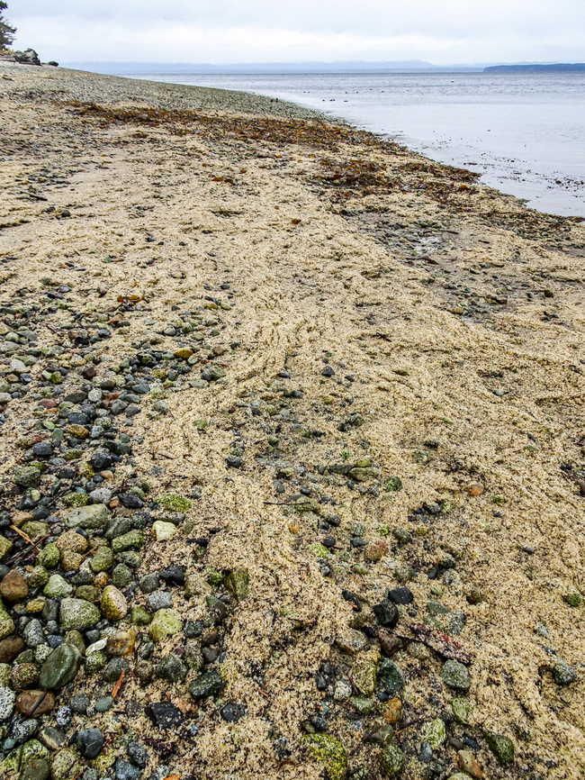 Pacific Herring Roe. Instead of landing on the sea floor or adhering to kelp or sea grass the strong winds have washed these Pacific Herring (Clupea palasii) eggs onto the shore. A higher tide may wash them back to sea or they may be eaten by seals, sea lions, gulls or oystercatchers. <br />
<figure class="photo"><a href="https://www.jungledragon.com/image/158509/a_closer_view.html" title="A Closer View!"><img src="https://s3.amazonaws.com/media.jungledragon.com/images/2839/158509_thumb.jpeg?AWSAccessKeyId=05GMT0V3GWVNE7GGM1R2&Expires=1759968010&Signature=hRA3zAawJzBIZKAAymS9DoA6t9U%3D" width="200" height="150" alt="A Closer View! Those little, 1mm in diameter, spheres are the fertilized Pacific Herring eggs. These eggs were up to 8mm deep on this beach. So, billions and billions of eggs have been washed up. <br />
https://www.jungledragon.com/image/158508/pacific_herring_roe.html Canada,Clupea pallasii,Geotagged,Pacific herring,Winter" /></a></figure> Canada,Clupea pallasii,Geotagged,Pacific herring,Winter