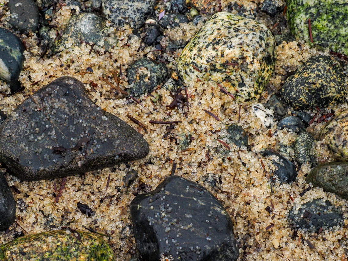 A Closer View! Those little, 1mm in diameter, spheres are the fertilized Pacific Herring eggs. These eggs were up to 8mm deep on this beach. So, billions and billions of eggs have been washed up. <br />
<figure class="photo"><a href="https://www.jungledragon.com/image/158508/pacific_herring_roe.html" title="Pacific Herring Roe."><img src="https://s3.amazonaws.com/media.jungledragon.com/images/2839/158508_thumb.jpeg?AWSAccessKeyId=05GMT0V3GWVNE7GGM1R2&Expires=1759968010&Signature=Sk0AycFDcJtETcYDGjuH81mQrns%3D" width="114" height="152" alt="Pacific Herring Roe. Instead of landing on the sea floor or adhering to kelp or sea grass the strong winds have washed these Pacific Herring (Clupea palasii) eggs onto the shore. A higher tide may wash them back to sea or they may be eaten by seals, sea lions, gulls or oystercatchers.        <br />
https://www.jungledragon.com/image/158509/a_closer_view.html                 Canada,Clupea pallasii,Geotagged,Pacific herring,Winter" /></a></figure> Canada,Clupea pallasii,Geotagged,Pacific herring,Winter