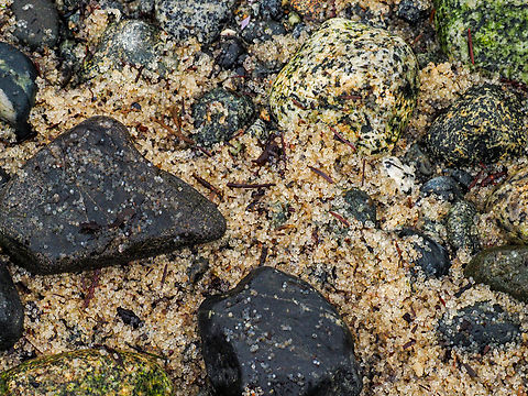 A Closer View! Those little, 1mm in diameter, spheres are the fertilized Pacific Herring eggs. These eggs were up to 8mm deep on this beach. So, billions and billions of eggs have been washed up. 
https://www.jungledragon.com/image/158508/pacific_herring_roe.html Canada,Clupea pallasii,Geotagged,Pacific herring,Winter