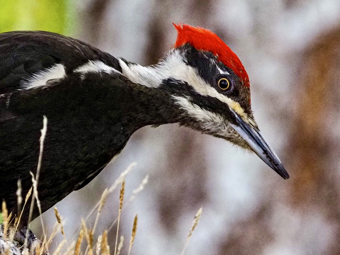Looking For A Snack! This fellow was far too interested in searching for insects in the bark of a Douglas Fir Tree to be all that interested in me taking its photo. Canada,Dryocopus pileatus,Geotagged,Pileated Woodpecker,Spring