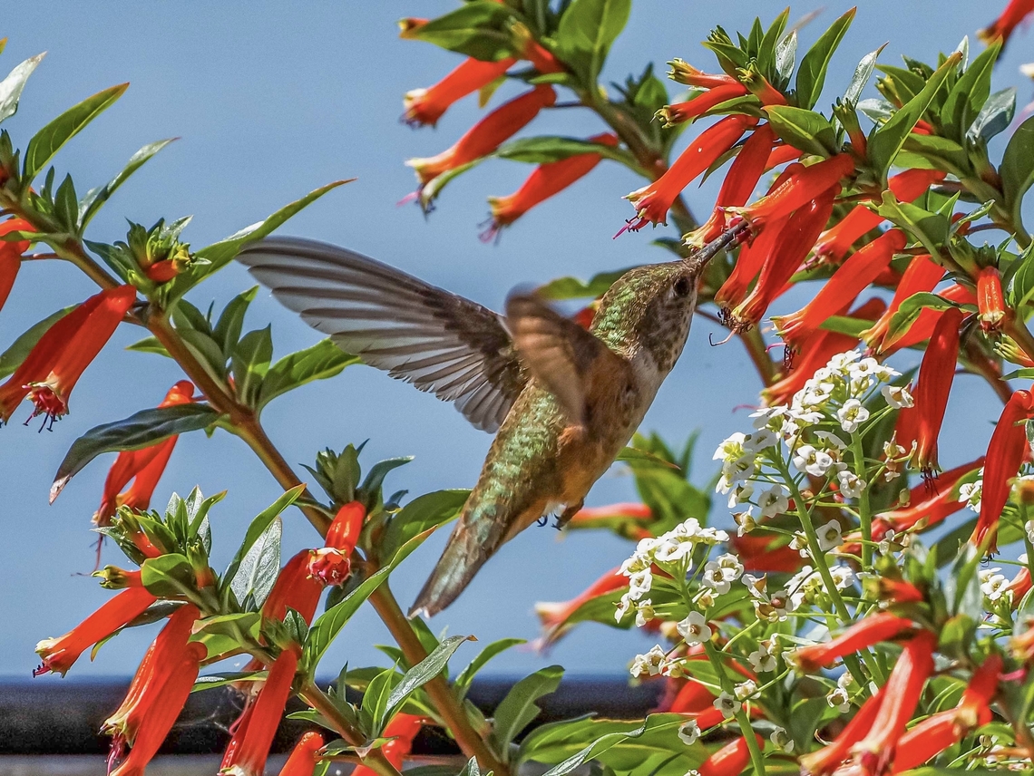 Snack Time! A female Rufous Hummingbird enjoying our Large Firecracker plant, &ldquo;Vermillionaire&rdquo;, a Cuphea hybrid. Canada,Geotagged,Rufous Hummingbird,Selasphorus rufus,Summer