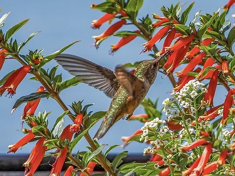 Snack Time! A female Rufous Hummingbird enjoying our Large Firecracker plant, “Vermillionaire”, a Cuphea hybrid. Canada,Geotagged,Rufous Hummingbird,Selasphorus rufus,Summer