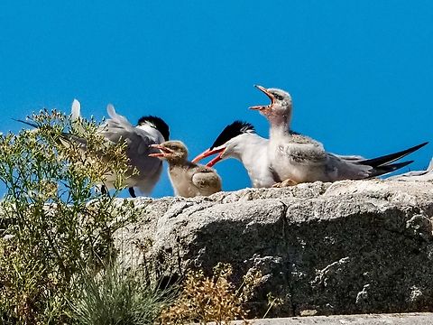 Caspian Tern Chicks! The first year the terns have been successful at hatching chicks! Canada,Caspian tern,Geotagged,Hydroprogne caspia,Summer