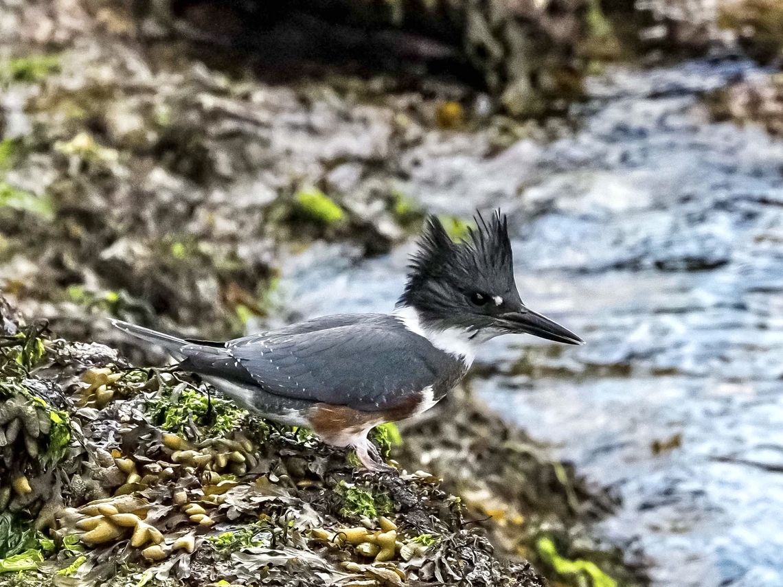 A Young Female Belted Kingfisher. She is sitting collected her thoughts because her parents are trying to get her to &ldquo;move on&rdquo;. It&rsquo;s that time of year!<br />
<figure class="photo"><a href="https://www.jungledragon.com/image/162279/time_to_escape.html" title="Time To Escape!"><img src="https://s3.amazonaws.com/media.jungledragon.com/images/2839/162279_thumb.jpeg?AWSAccessKeyId=05GMT0V3GWVNE7GGM1R2&Expires=1759968010&Signature=2bMJSlGTqpA4KwCzViDf3qAhvPI%3D" width="200" height="152" alt="Time To Escape! While resting this young female Belted Kingfisher couldn&rsquo;t remain quiet and her presence brought her attention from one of the resident Merlins (Falco columbarius)!<br />
https://www.jungledragon.com/image/162278/a_you_g_female_belted_kingfisher.html Belted kingfisher,Canada,Geotagged,Megaceryle alcyon,Summer" /></a></figure> Belted kingfisher,Canada,Geotagged,Megaceryle alcyon,Summer