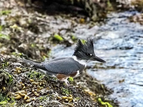 A Young Female Belted Kingfisher. She is sitting collected her thoughts because her parents are trying to get her to “move on”. It’s that time of year!
https://www.jungledragon.com/image/162279/time_to_escape.html Belted kingfisher,Canada,Geotagged,Megaceryle alcyon,Summer