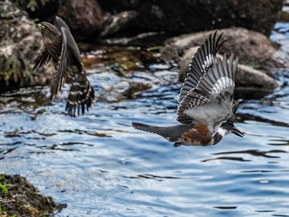Time To Escape! While resting this young female Belted Kingfisher couldn&rsquo;t remain quiet and her presence brought her attention from one of the resident Merlins (Falco columbarius)!<br />
<figure class="photo"><a href="https://www.jungledragon.com/image/162278/a_young_female_belted_kingfisher.html" title="A Young Female Belted Kingfisher."><img src="https://s3.amazonaws.com/media.jungledragon.com/images/2839/162278_thumb.jpeg?AWSAccessKeyId=05GMT0V3GWVNE7GGM1R2&Expires=1767225610&Signature=PmsrvahRByoPeGpXaN2OnqlZ6pc%3D" width="200" height="152" alt="A Young Female Belted Kingfisher. She is sitting collected her thoughts because her parents are trying to get her to &ldquo;move on&rdquo;. It&rsquo;s that time of year!<br />
https://www.jungledragon.com/image/162279/time_to_escape.html Belted kingfisher,Canada,Geotagged,Megaceryle alcyon,Summer" /></a></figure> Belted kingfisher,Canada,Geotagged,Megaceryle alcyon,Summer