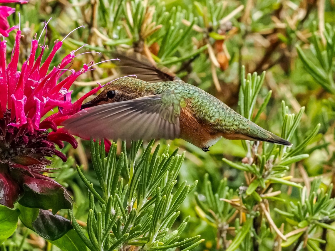 Always Hungry! A female Rufous Hummingbird savouring a Bee Balm flower! Canada,Geotagged,Rufous Hummingbird,Selasphorus rufus,Summer