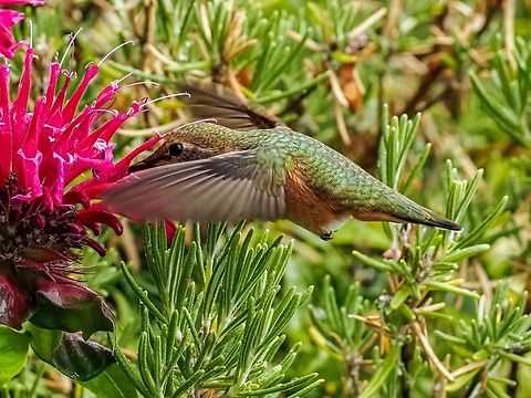 Always Hungry! A female Rufous Hummingbird savouring a Bee Balm flower! Canada,Geotagged,Rufous Hummingbird,Selasphorus rufus,Summer