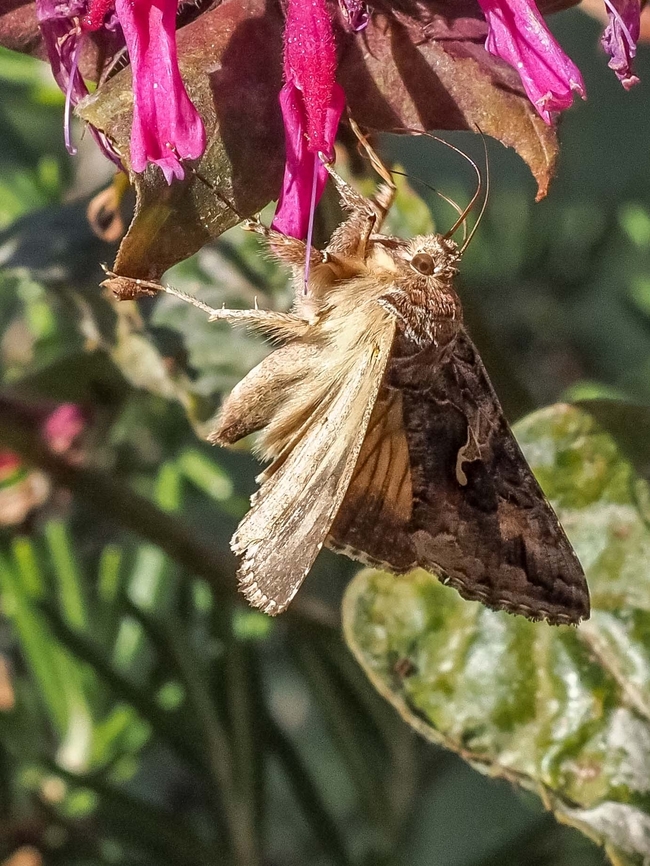 An Alfalfa Looper Sampling our bee balm. Autographa californica,Canada,Geotagged,Summer