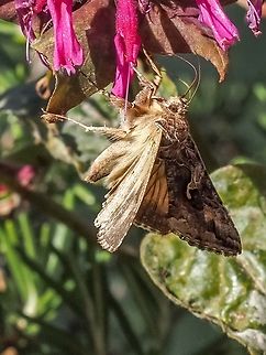 An Alfalfa Looper Sampling our bee balm. Autographa californica,Canada,Geotagged,Summer