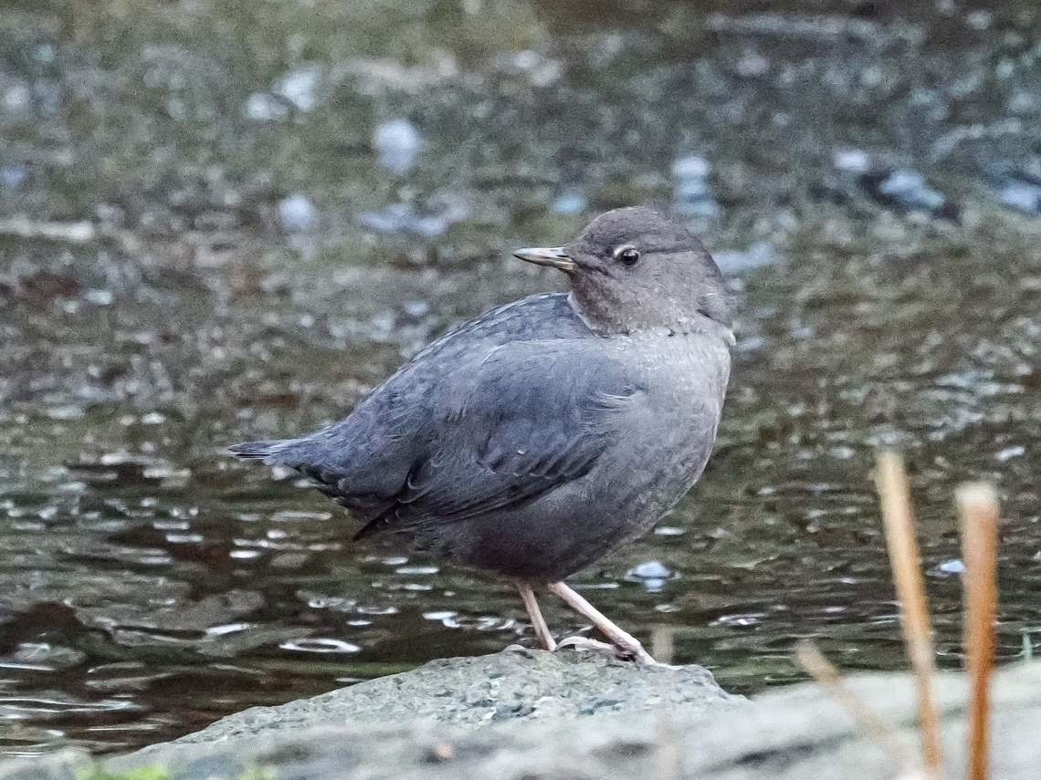 A Water Ouzel or American Dipper It has taken me quite a few visits to finally get this photo. Either the bird is not there, in a place where it&rsquo;s impossible to take a photo or it flies away before I can take the photo. There wasn&rsquo;t very much light since it was just after 4pm and, as noted, the ISO was set at 12800. American Dipper,Canada,Cinclus mexicanus,Geotagged,Winter