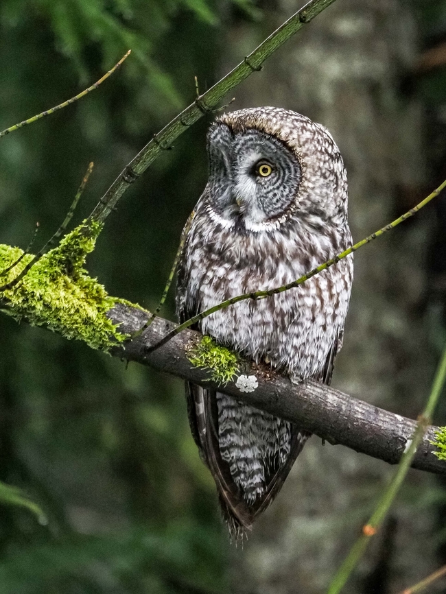 A Great Grey Owl! A fellow birder on our island phoned to let me know that there was a Great Grey Owl in his yard. It didn&rsquo;t take us long to pack up the cameras and go! I was a little concerned that after driving the 20 minutes it would be gone. Needless to say I was not the only person to get photos of this magnificent bird. A lucky day for us all! Canada,Geotagged,Great grey owl,Strix nebulosa,Winter