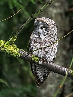 A Great Grey Owl! A fellow birder on our island phoned to let me know that there was a Great Grey Owl in his yard. It didn’t take us long to pack up the cameras and go! I was a little concerned that after driving the 20 minutes it would be gone. Needless to say I was not the only person to get photos of this magnificent bird. A lucky day for us all! Canada,Geotagged,Great grey owl,Strix nebulosa,Winter