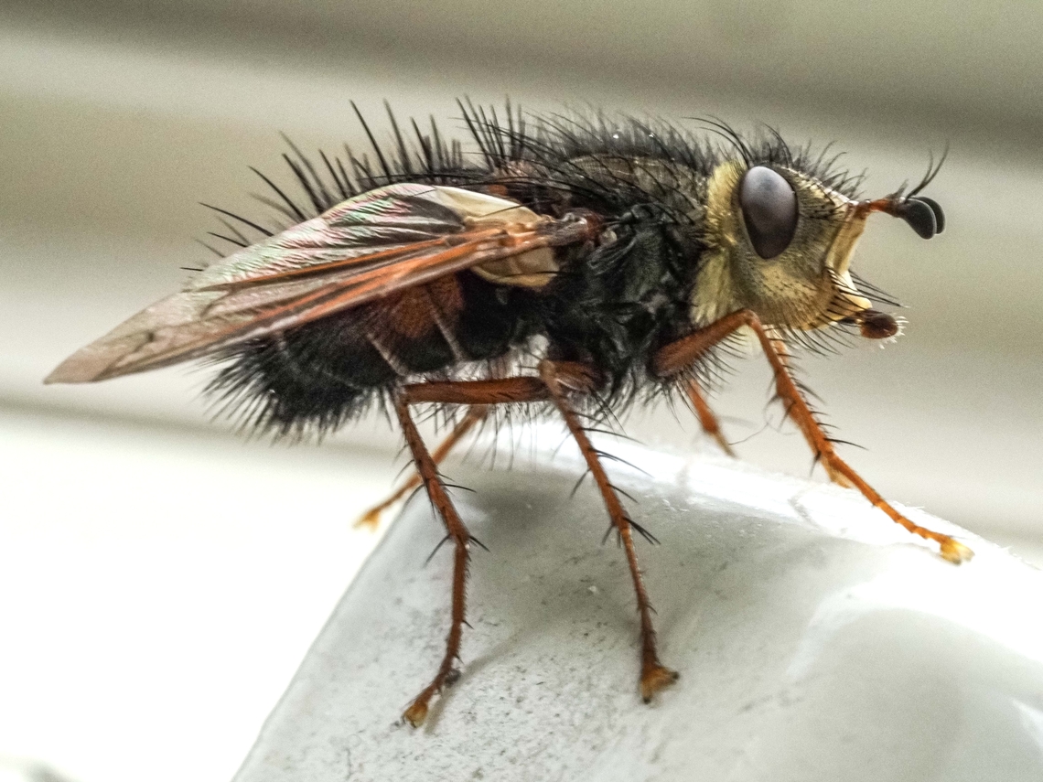 A Bristle Fly! Epalpus signifier, at our kitchen window. Looked, to me to be a strange hairy house fly. Canada,Early Tachinid Fly,Epalpus signifer,Geotagged,Spring