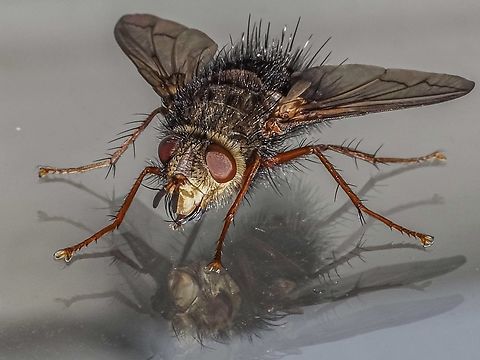 Another view… … of Epalpus signifier this time using flash!
https://www.jungledragon.com/image/168031/a_bristle_fly.html Canada,Early Tachinid Fly,Epalpus signifer,Geotagged,Spring