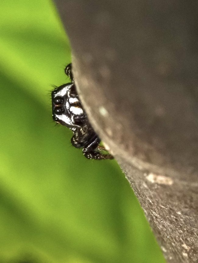 I’m Watching You! A small, maybe 4mm long, jumping spider which is a Sassacus vitis. Hard to get her to stay still.<br />
<figure class="photo"><a href="https://www.jungledragon.com/image/169112/a_sassacus_vitis.html" title="A Sassacus vitis!"><img src="https://s3.amazonaws.com/media.jungledragon.com/images/2839/169112_thumb.jpeg?AWSAccessKeyId=05GMT0V3GWVNE7GGM1R2&Expires=1767225610&Signature=8lPX%2B2jG8psMmw9AJ%2FdlKu6FBnI%3D" width="200" height="152" alt="A Sassacus vitis! She stood still for a moment. Canada,Geotagged,Sassacus vitis,Spring" /></a></figure><br />
 Canada,Geotagged,Sassacus vitis,Spring