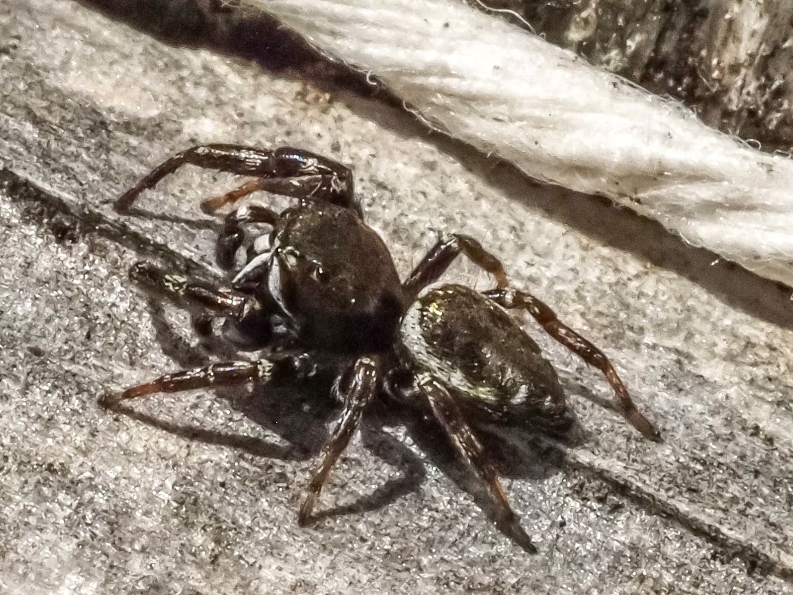 A Sassacus vitis! She stood still for a moment. Canada,Geotagged,Sassacus vitis,Spring