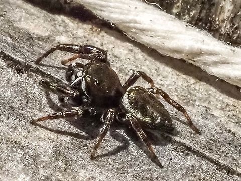 A Sassacus vitis! She stood still for a moment. Canada,Geotagged,Sassacus vitis,Spring