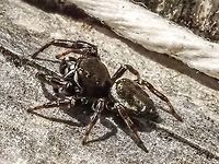 A Sassacus vitis! She stood still for a moment. Canada,Geotagged,Sassacus vitis,Spring