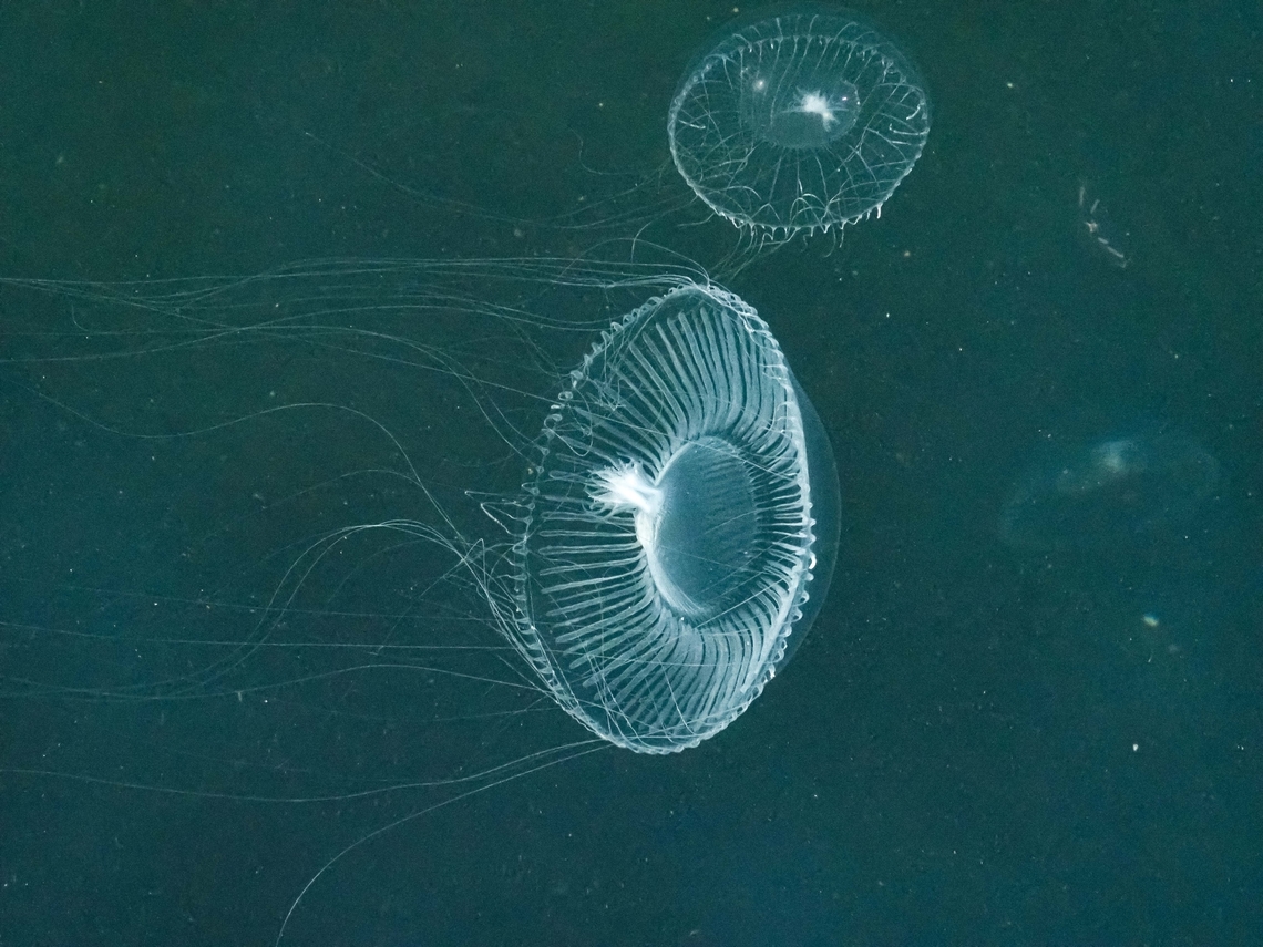 The Underside of Victoria&rsquo;s Crystal Jelly! Victoria&rsquo;s Crystal Jelly ( Aequorea victoria) maybe I should of stayed up after dark to see if any bioluminescence was present.  Aequorea victoria,Canada,Crystal jelly,Geotagged,Spring